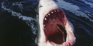 5508433-le-grand-requin-blanc-est-bien-une-machine-a-devorer