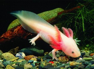 373_Axolotl_Ambystoma_mexicanum.e