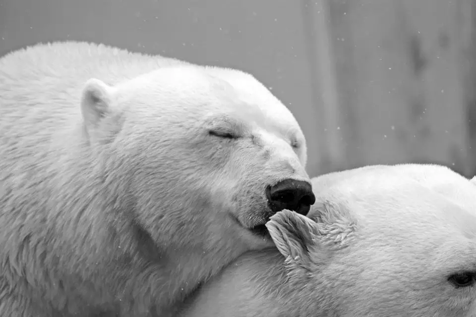 que-faire-en-couple-quand-il-fait-chaud-zoo