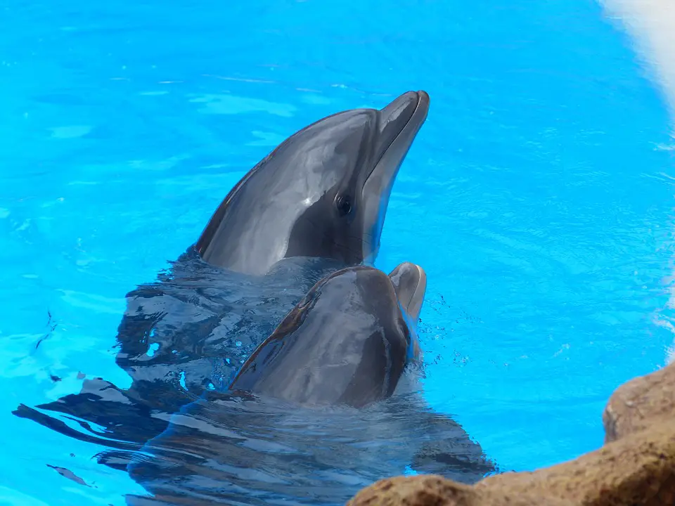 nager-avec-les-dauphins