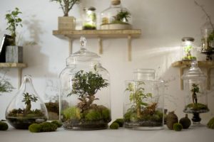 7 idées de terrariums pour décorer votre appartement