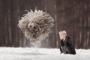 8 images incroyables de très gros chiens avec leurs petits propriétaires