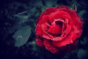 Le langage des fleurs en amour : quelle fleur pour quel message ?