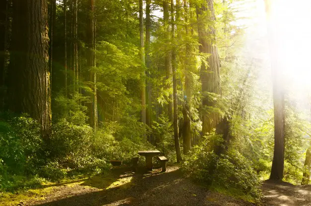 activités à faire en couple l’après-midi : foret