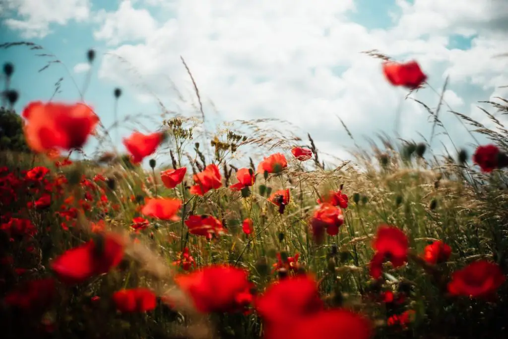 idées de cadeaux pour les noces de coquelicot : fleurs