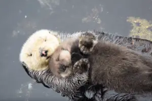 L’amour d’une maman loutre qui flotte avec son bébé sur le ventre (Vidéo)