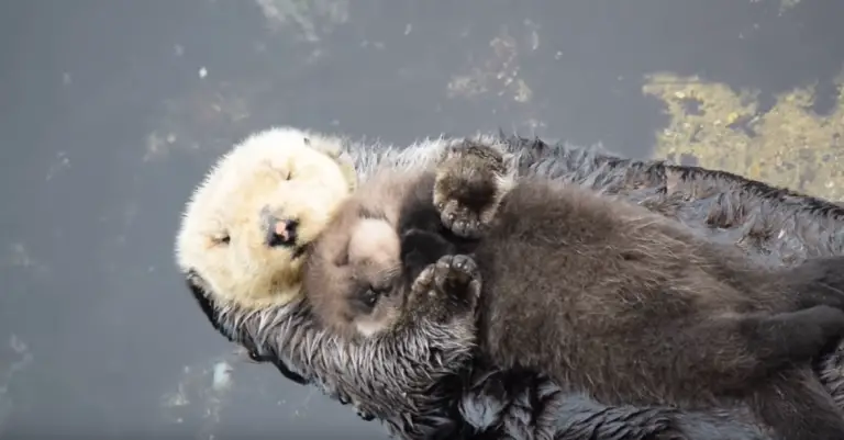 L'amour d'une maman loutre