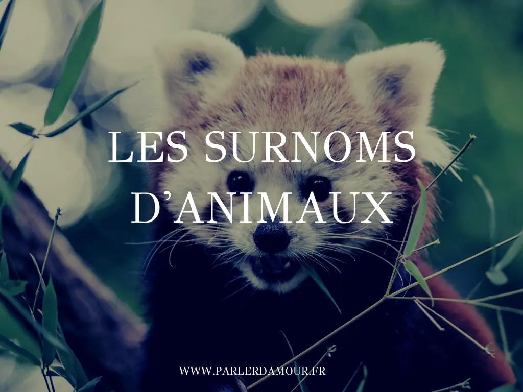 surnom mignon animaux