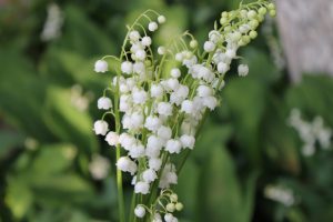 13 ans de mariage : 13 cadeaux pour vos noces de muguet