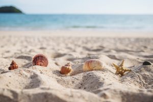vacances plage coquillages