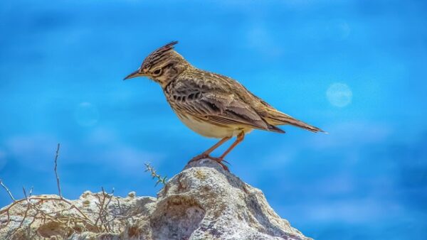 Voici la signification des oiseaux qui croisent votre chemin