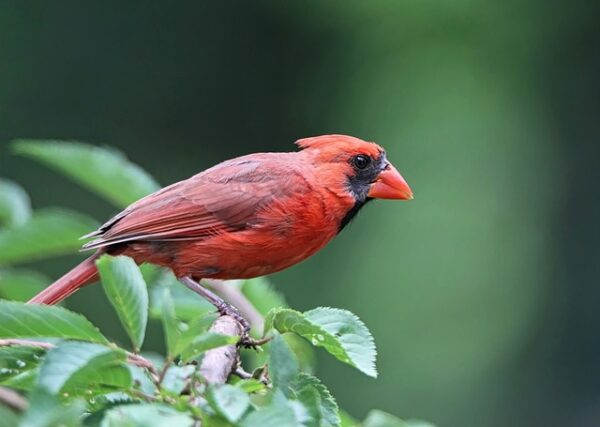Voici la signification des oiseaux qui croisent votre chemin