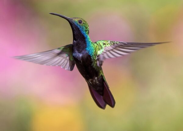 Voici la signification des oiseaux qui croisent votre chemin