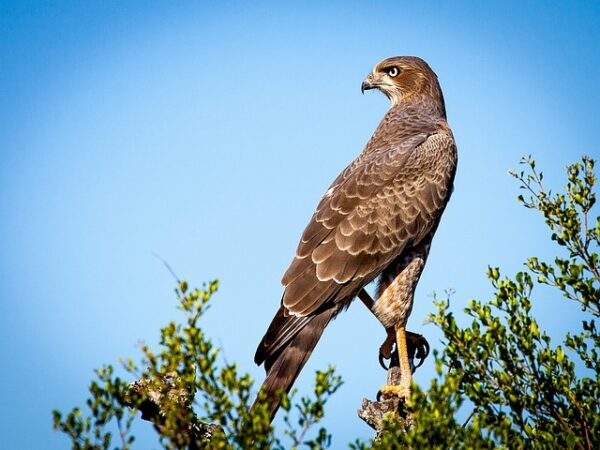 Voici la signification des oiseaux qui croisent votre chemin