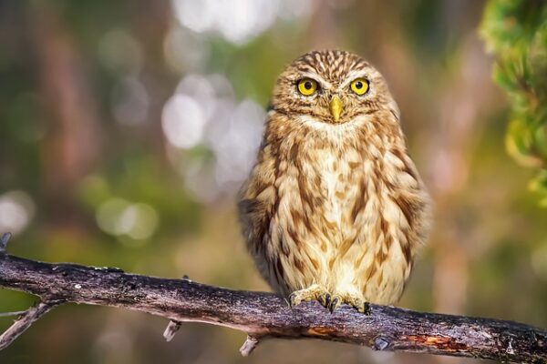 Voici la signification des oiseaux qui croisent votre chemin