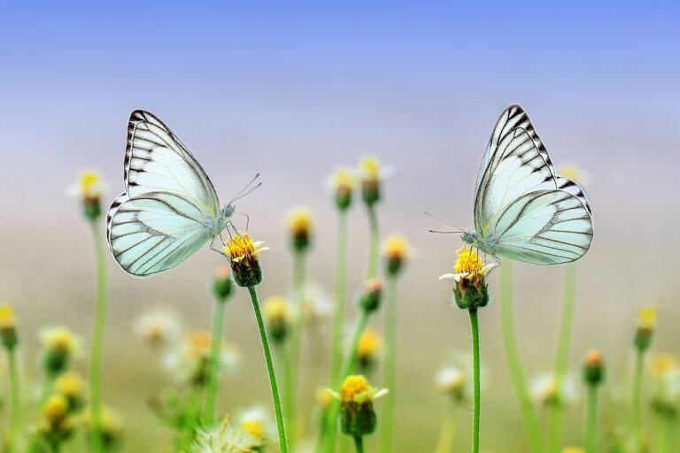 Voir un papillon blanc signification amoureuse et spirituelle