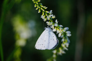 Voir un papillon blanc : signification amoureuse et spirituelle